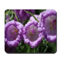 canterbury bell flowers mousepad