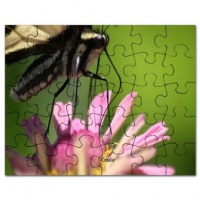 colorful yellow swallowtail butterfly puzzle2