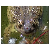 spadefoot toad puzzle