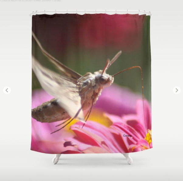 Colorful Moth on a Zinnia Flower Shower Curtain.jpg