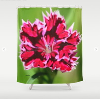 Flashy Dianthus Flower Shower Curtain