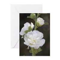white hollyhock flowers greeting cards
