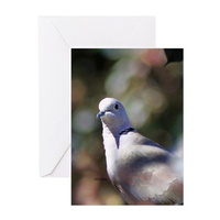 portrait of a dove greeting cards