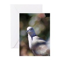 portrait of a dove greeting cards