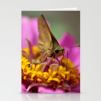 colorful-skipper-butterfly-cards