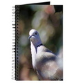 portrait of a dove journal