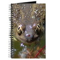 spadefoot toad journal