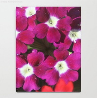 Verbena Flowers Notebook2