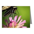colorful yellow swallowtail butterfly note cards2