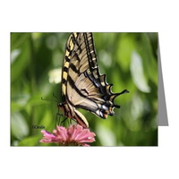 colorful yellow swallowtail butterfly note cards