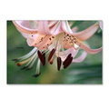 bloom of the lily flower postcards package of 8