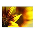color of the sunflower postcards package of 8