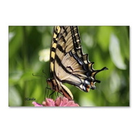 colorful yellow swallowta postcards package of 8