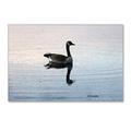 goose in the early morning light postcards packag