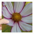 colorful bloom in the flowe square sticker 3 x 3