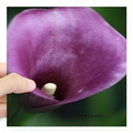 calla lilly flower sticker