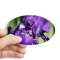 purple white bearded iris flower sticker