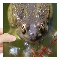 spadefoot toad sticker