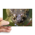 spadefoot toad sticker2