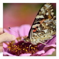 west coast painted lady but square sticker 3 x 3