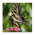 colorful yellow swallowtail butterfly tile coaster