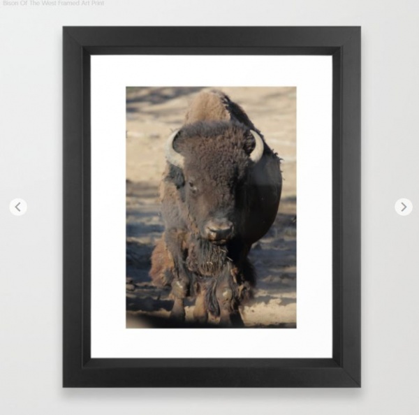 Bison Of The West Framed Art Print.jpg