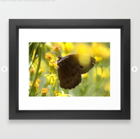 Colorful Common Wood-nymph Butterfly Framed Art Print