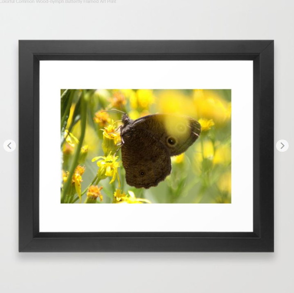Colorful Common Wood-nymph Butterfly Framed Art Print.jpg