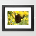 Colorful Common Wood-nymph Butterfly Framed Art Print