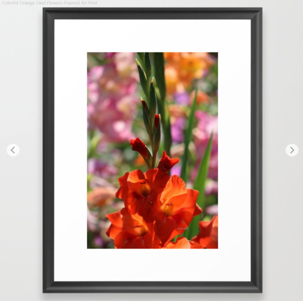Colorful Orange Glad Flowers Framed Art Print.jpg