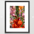 Colorful Orange Glad Flowers Framed Art Print