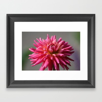 colorful-dahlia-flower-bloom-framed-prints