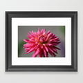 colorful-dahlia-flower-bloom-framed-prints