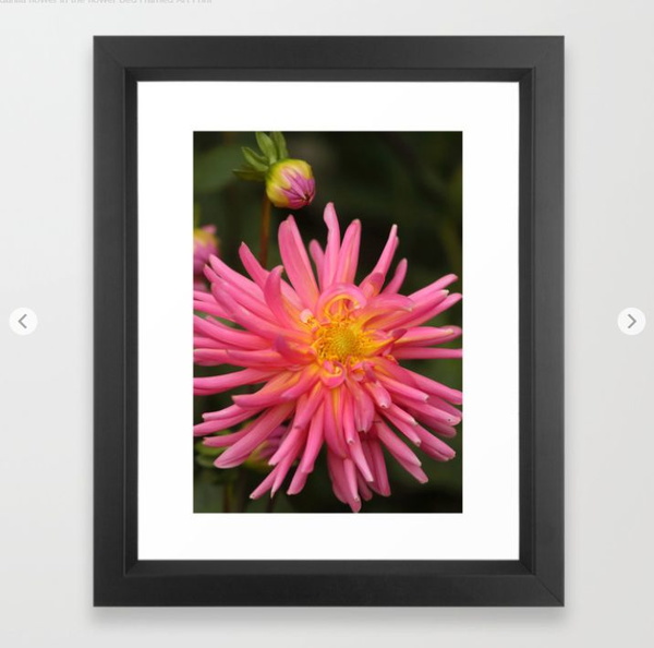 dahlia flower in the flower bed Framed Art Print.jpg
