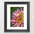 flashy dahlia flower Framed Art Print