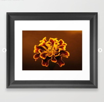 marigold flower Framed Art Print