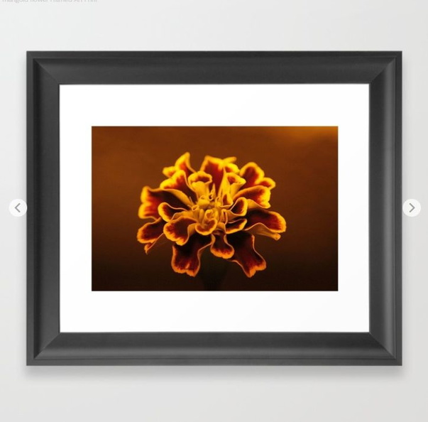 marigold flower Framed Art Print.jpg