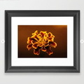 marigold flower Framed Art Print