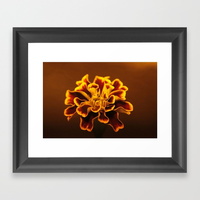 marigold-flower508610-framed-prints