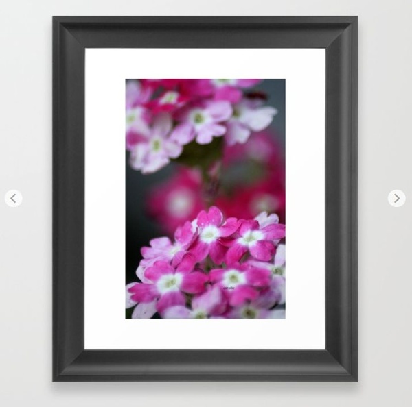Pink White Verbena Flowers Framed Art Print.jpg