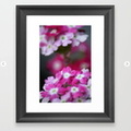 Pink White Verbena Flowers Framed Art Print