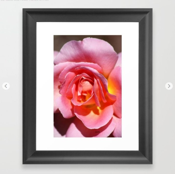 Pink Yellow Rose Flower Framed Art Print.jpg