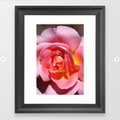 Pink Yellow Rose Flower Framed Art Print