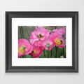 pink-poppy-flowers-with-honeybees-framed-prints