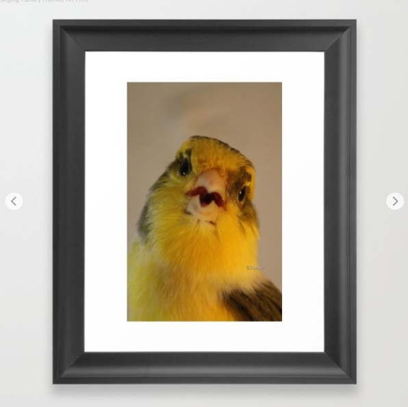 Singing Canary Framed Art Print.jpg