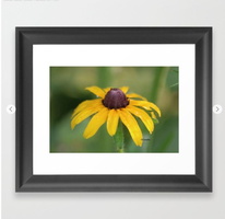 Yellow Daisy Flower Framed Art Print