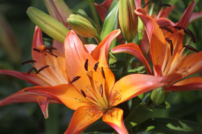 21_Blended_Color_Lily_Flowers_102_4704x3136.jpg