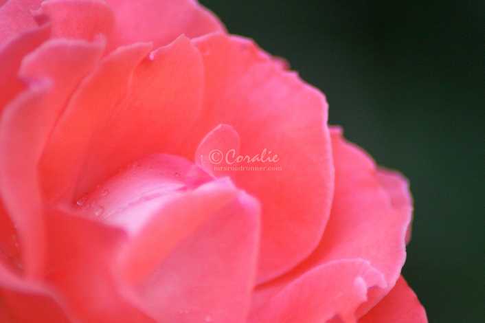 57_Orange_Rose_Flower_233_4704x3136.jpg