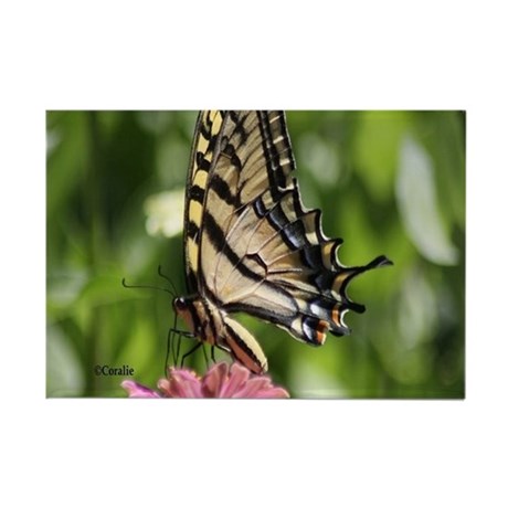 swallowtail_butterfly_rectangle_magnet.jpg