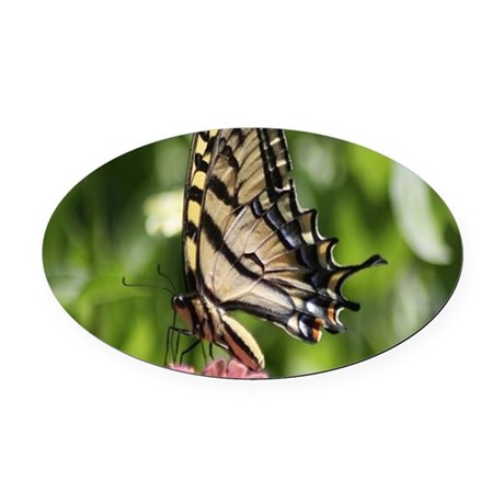 swallowtail_butterfly_oval_car_magnet.jpg
